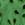 Color VERDE 1